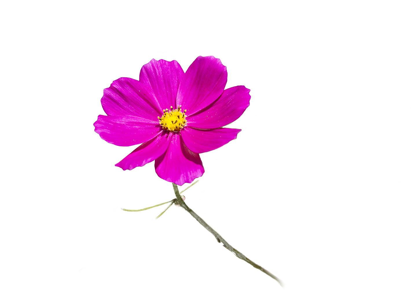 cosmos-flower-placemat